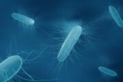 Patients with recurrent C. diff to receive faecal bacteria transplant