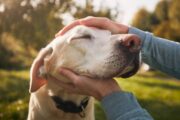 GPs told to charge patients requesting letters for emotional support pets