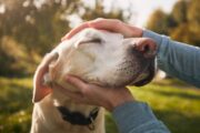 GPs receiving ‘increasing requests’ to produce letters for emotional support pets