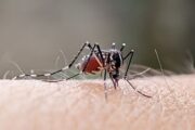Climate change likely to bring mosquito-borne diseases to UK, UKHSA warns