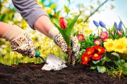 More than just spuds: how our garden improves wellbeing